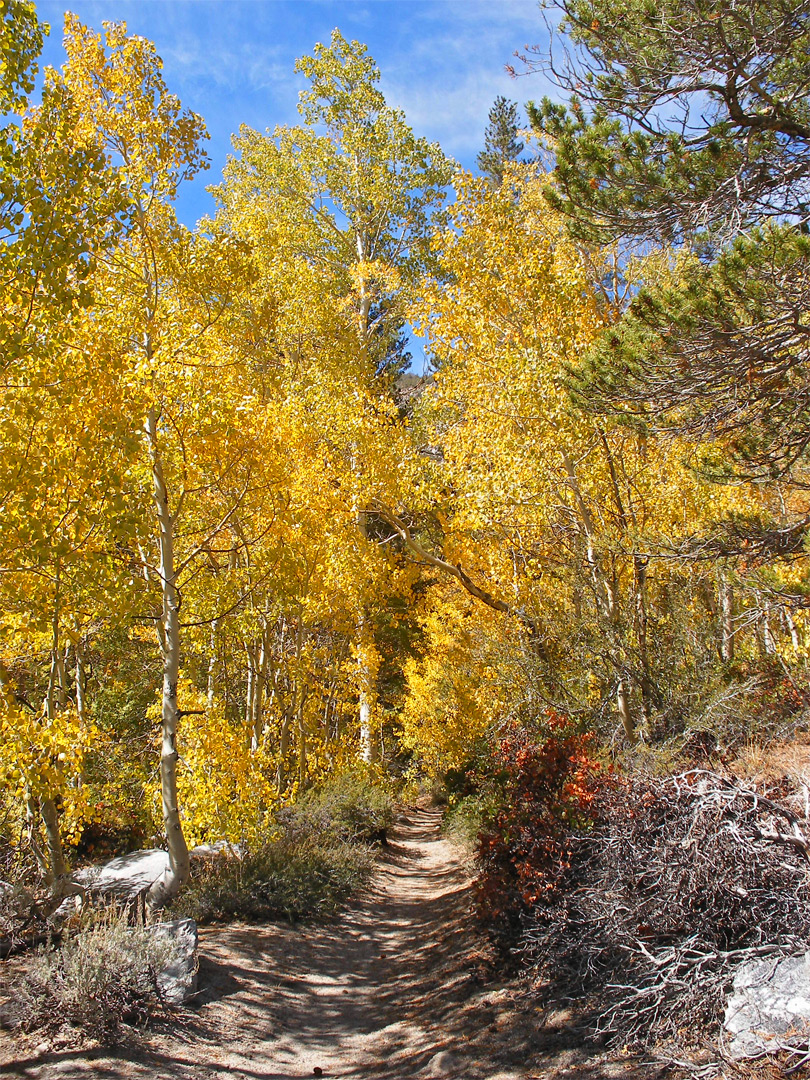 Aspen trees