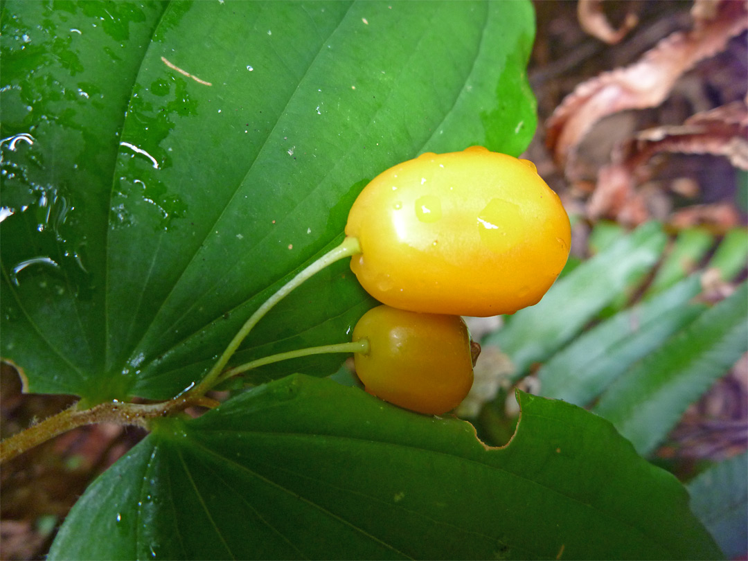 Yellow berries