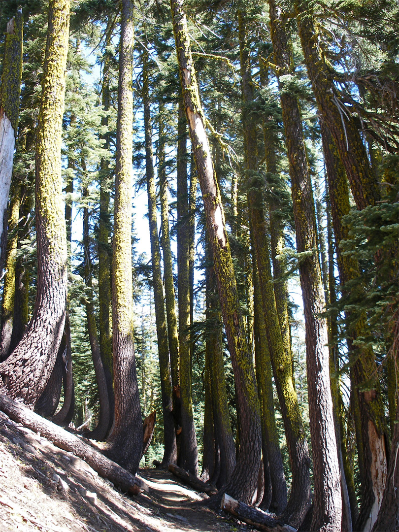 Mossy trees