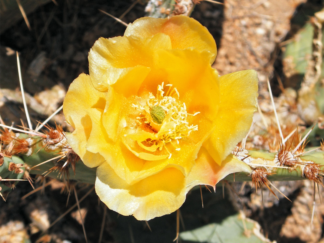 Opuntia engelmannii