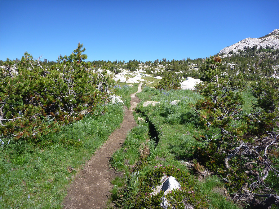 Path across a meadow