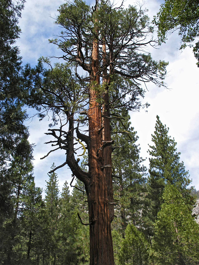 Ancient cedar tree