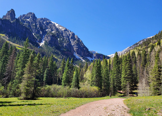 Pine trees around a meadow