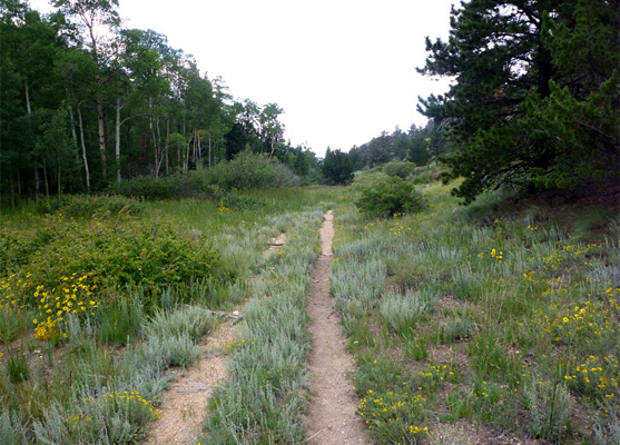 Flowers near Mosca Pass