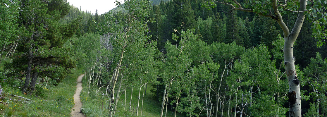 The Raccoon Trail crossing an aspen grove