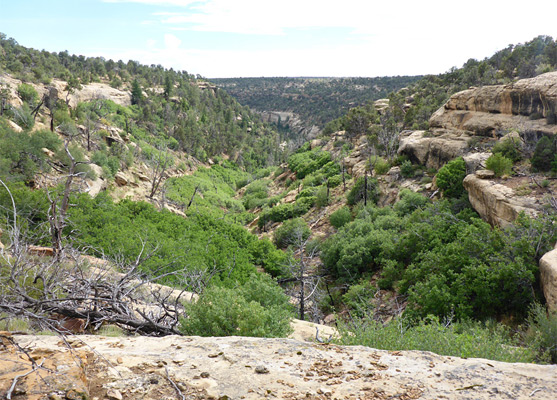 View south down a tributary towards Spruce Canyon