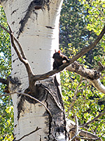 Abert's squirrel in aspen tree