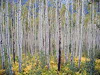 Aspen trees