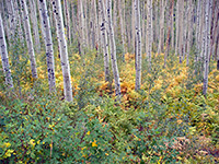 Aspen, ferns and bushes