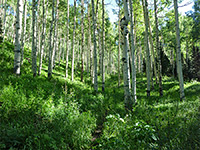 Trail through aspen