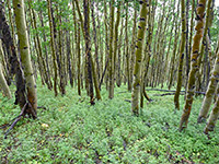 Aspen trunks