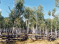 Aspen trees