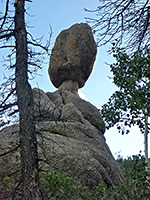 Tree beside Balanced Rock