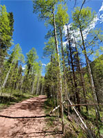 Aspen by the trail