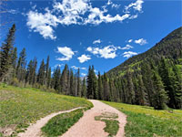 Path through a meadow