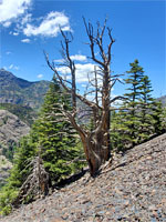 Live and dead trees
