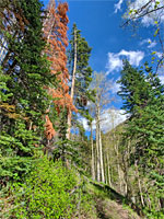 Path through the trees