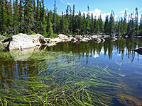 Reeds on Chipmunk Lake