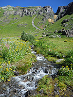 Flowers by a stream