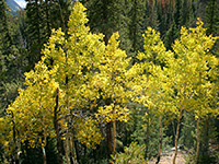 Yellow-leafed aspen