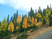 Trees above the path