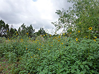 Sunflowers