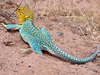 Collared lizard