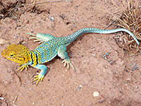 Collared lizard