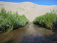 Bushes on Medano Creek