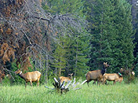 Elk at the Timber Lake trailhead