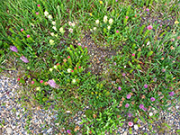 Tundra flowers