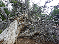 Fallen tree