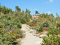 Trail near the treeline