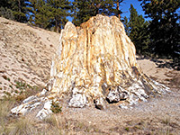 The largest sequoia