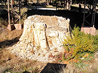 Sequoia by the visitor center