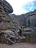 Tree by Gem Lake