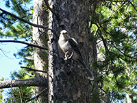 Gray jay in a tree