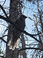 Gray jay