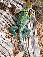 Collared lizard