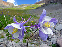 Colorado columbines