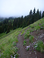 Path near Mill Creek