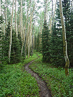 Path through aspen