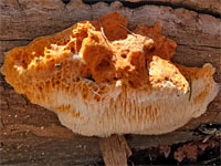 Orange sponge polypore