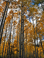 Tall aspen