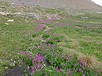 Primrose flowers