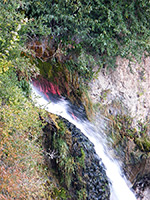 Plants by the falls