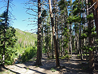 Path above Roaring River