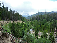 Trees above Roaring River