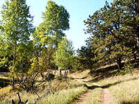 Trees on the Sawmill Trail