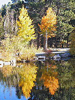 Trees beside Sprague Lake